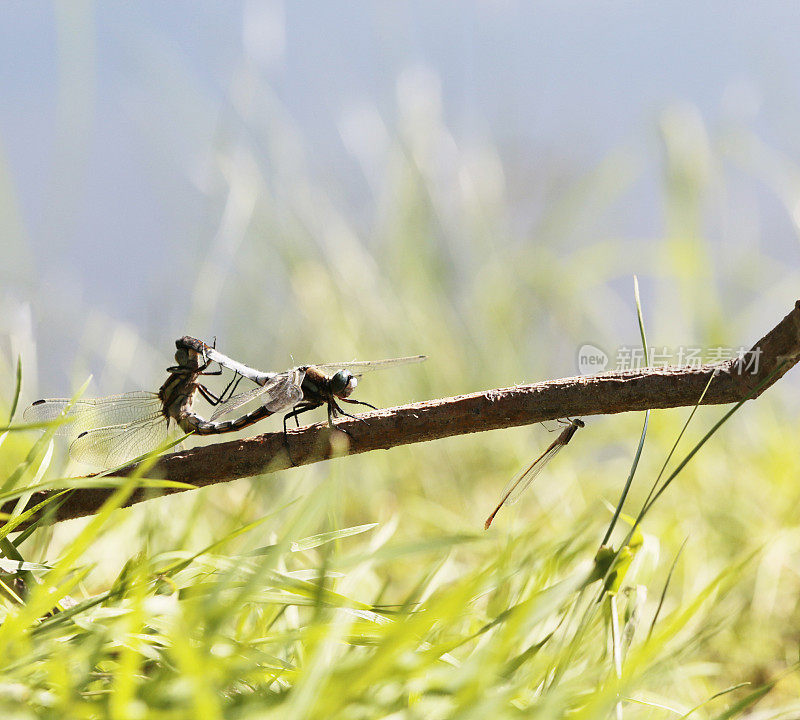 白尾Skimmer (Orthetrum albistylum) Copula